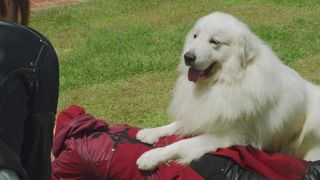 84. Стальной алхимик (2017)