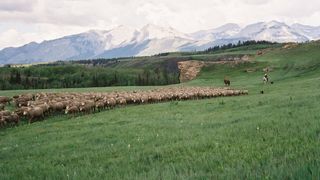 78. Горбатая гора (2005)