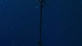 33. Синяя бездна (2017)