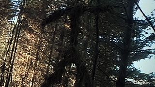 13. Ведьма из Блэр: Курсовая с того света (1999)