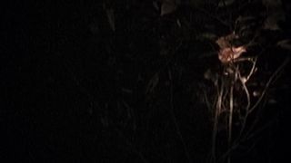 16. Ведьма из Блэр: Курсовая с того света (1999)