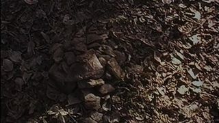 21. Ведьма из Блэр: Курсовая с того света (1999)