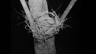 9. Ведьма из Блэр: Курсовая с того света (1999)