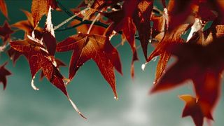 120. Звонок (2002)