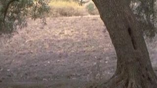 51. Последнее искушение Христа (1988)