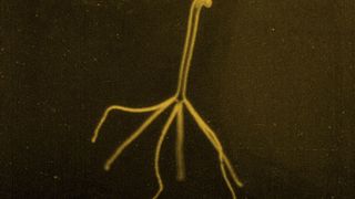 26. Носферату, симфония ужаса (1922)