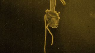 27. Носферату, симфония ужаса (1922)