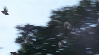 60. Бонни и Клайд (1967)