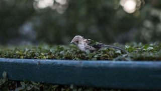 26. Берлинский синдром (2017)