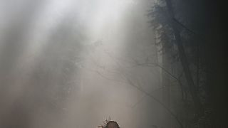 33. Кукла (2016)